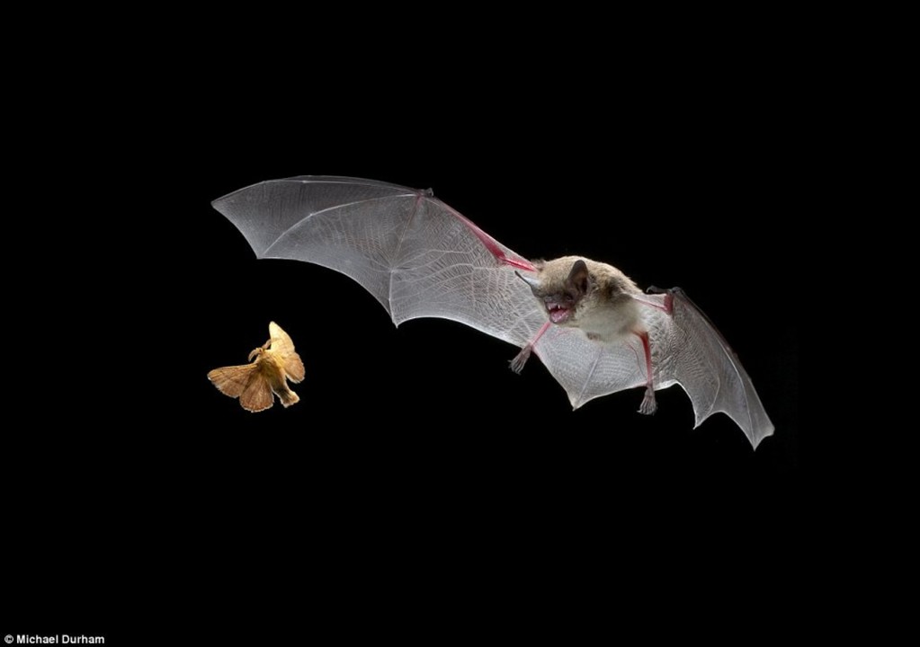 Visualization of bat-moth race